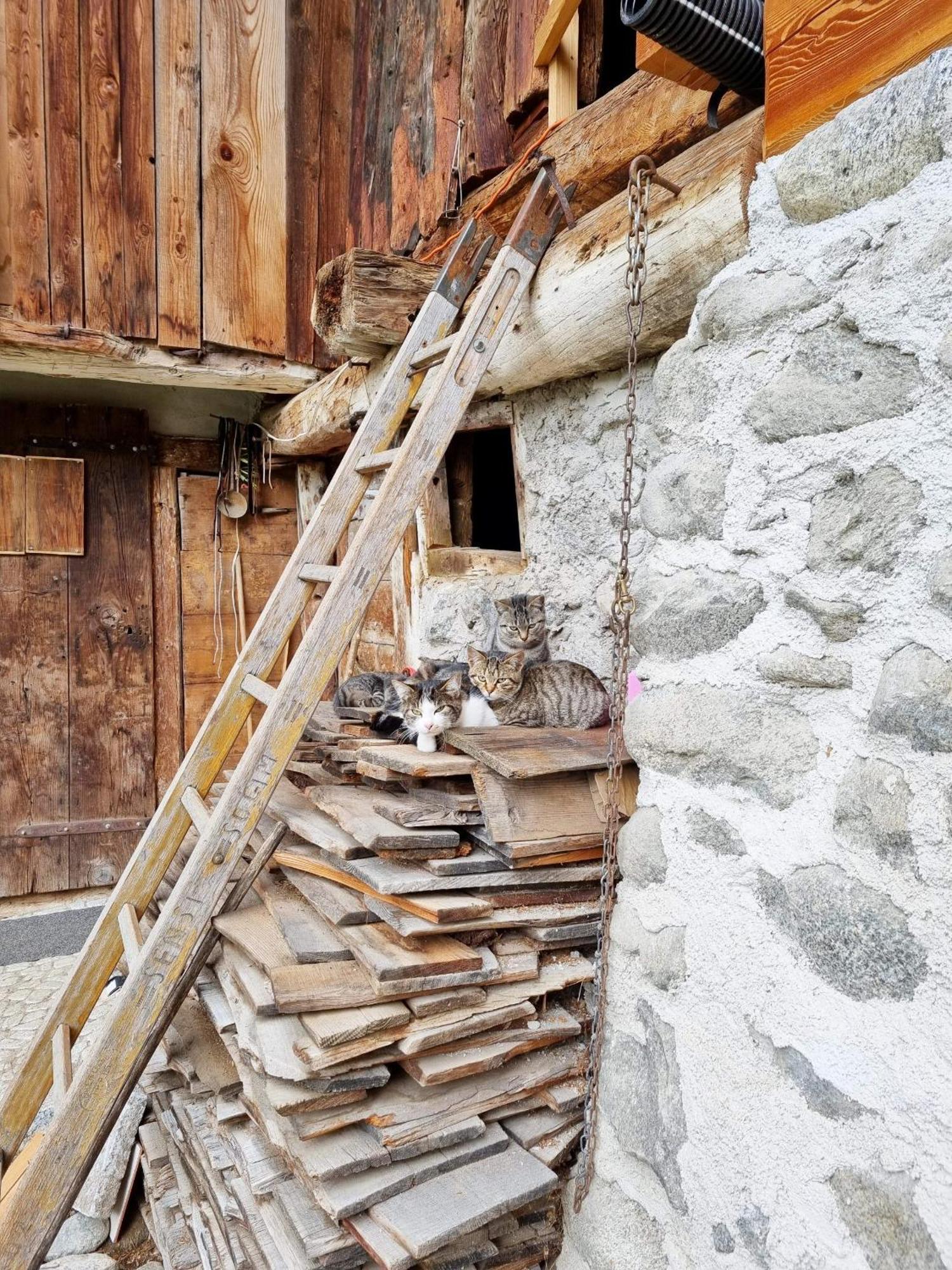 Villa Alpina Campiglio มาดอนนาดีกัมปิโญ ภายนอก รูปภาพ