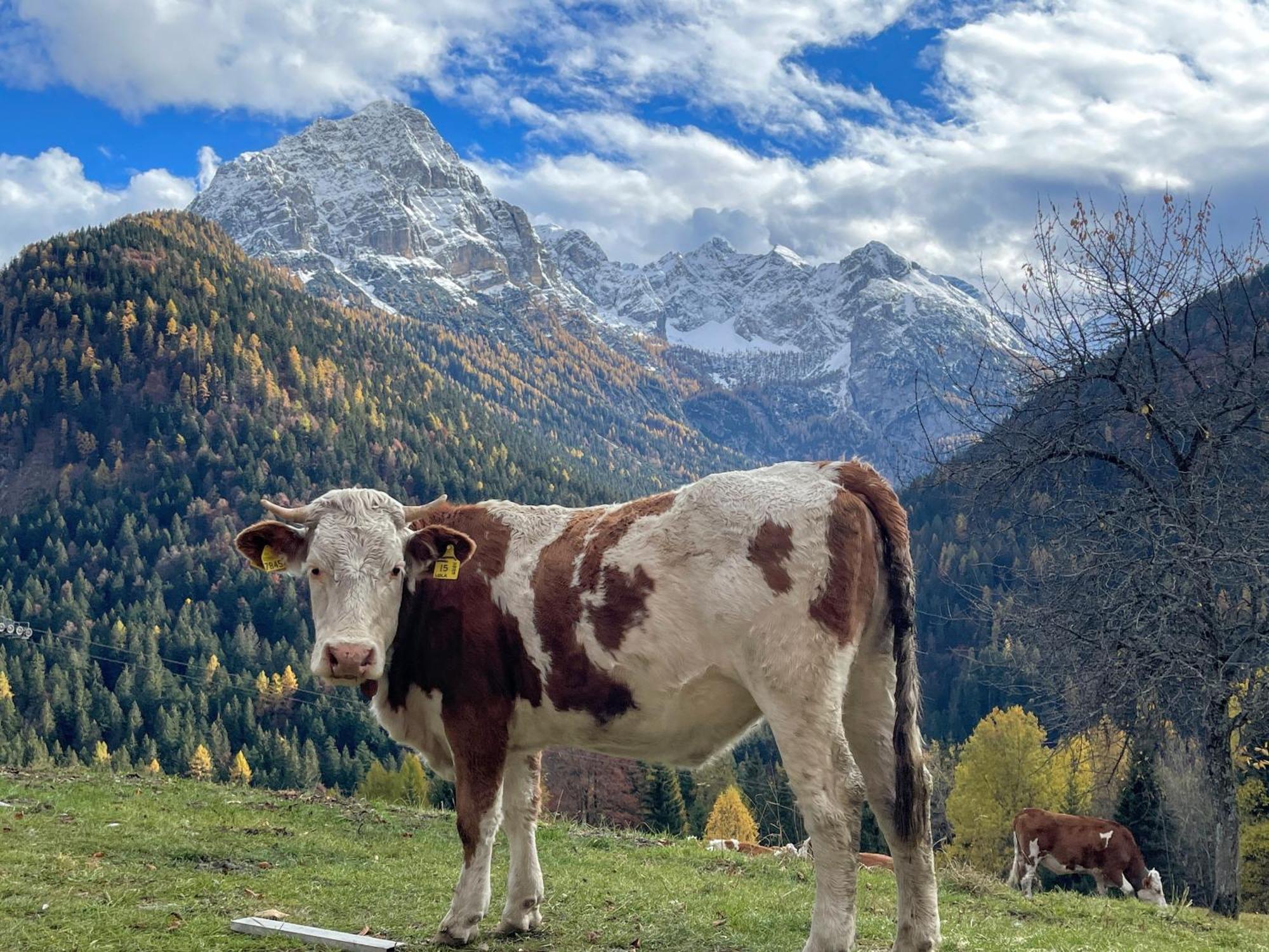 Villa Alpina Campiglio มาดอนนาดีกัมปิโญ ภายนอก รูปภาพ